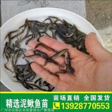 泥鳅什么价格的简单介绍