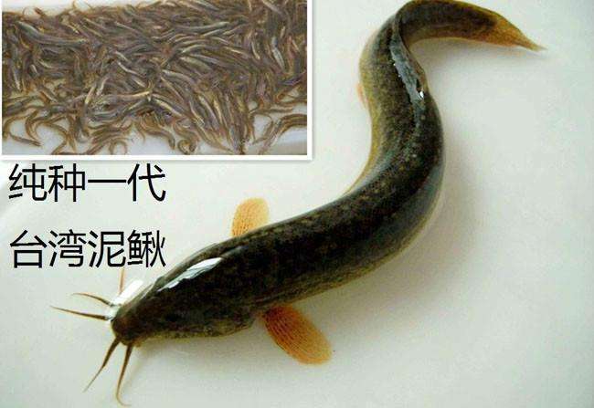 泥鳅什么价格的简单介绍