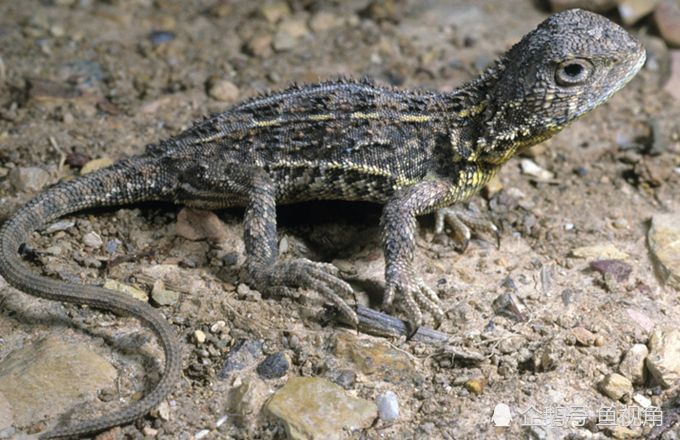 我国濒临灭绝的动物(我国十大珍稀动物图片和名字)