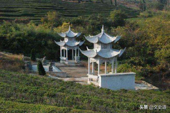 坟前栽树准确位置图片(坟地栽树的位置摆列图片)