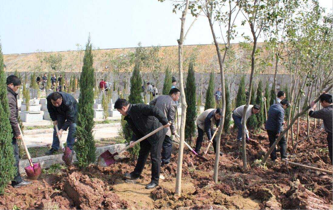 坟前栽树准确位置图片(坟地栽树的位置摆列图片)