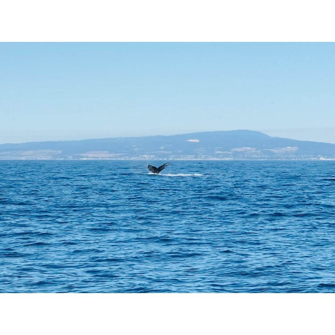 鲸鱼宝(鲸鱼宝为什么还没跑路) 鲸鱼宝(鲸鱼宝为什么还没跑路)