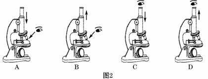 显微镜操做步调(显微镜操做步调总结)