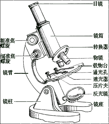 显微镜操做步调(显微镜操做步调总结)