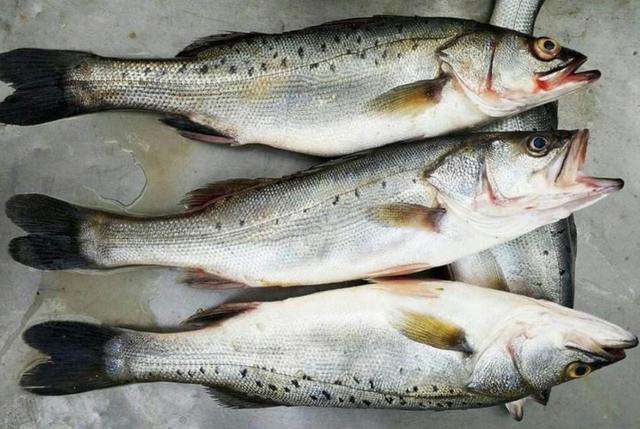 海鱼图片大全及名称(海鱼图片大全大图常吃)