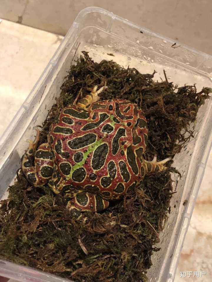 角蛙新手入门饲养教程(3～4厘米的角蛙一次吃几只鱼)