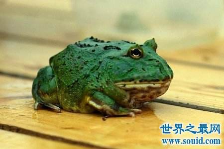 角蛙新手入门饲养教程(3～4厘米的角蛙一次吃几只鱼)