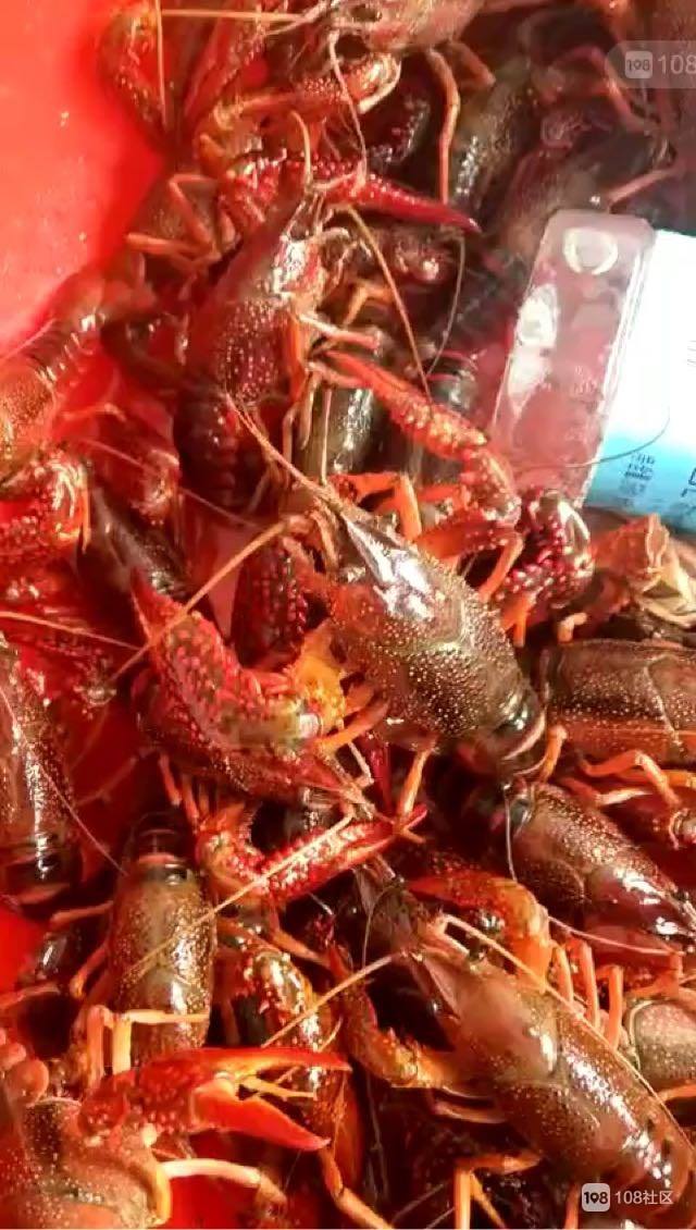 大龙虾多少钱一斤(4斤一只的龙虾多少钱)