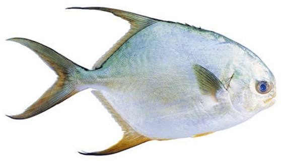 金鲳鱼为什么不能吃(金鲳鱼与什么食物相克)