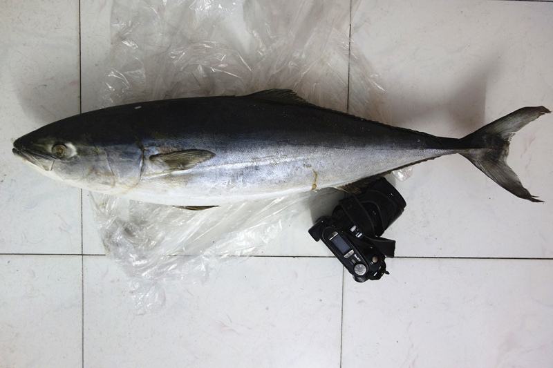 常见海鱼图片大全(市场常见海鱼名称图片) 常见海鱼图片大全(市场常见海鱼名称图片)