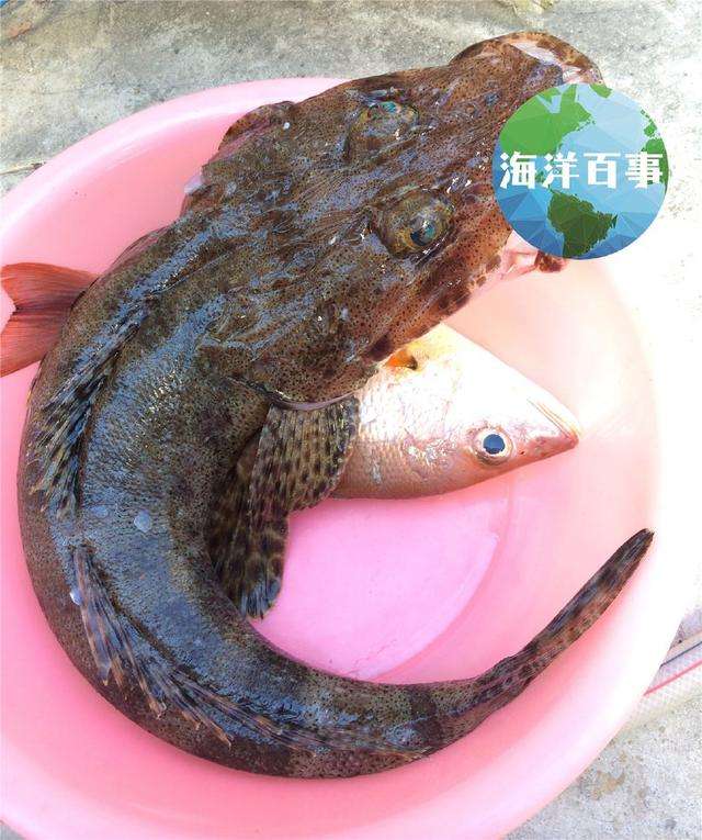 常见海鱼图片大全(市场常见海鱼名称图片) 常见海鱼图片大全(市场常见海鱼名称图片)