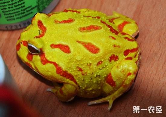 角蛙新手入门饲养教程的简单介绍