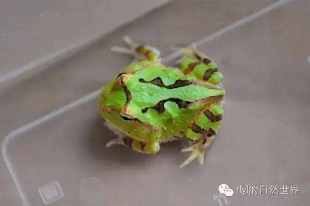 角蛙新手入门饲养教程的简单介绍