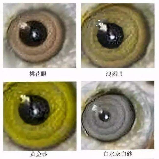 精品画眉鸟眼水图片(挑选画眉鸟7要和5不要)