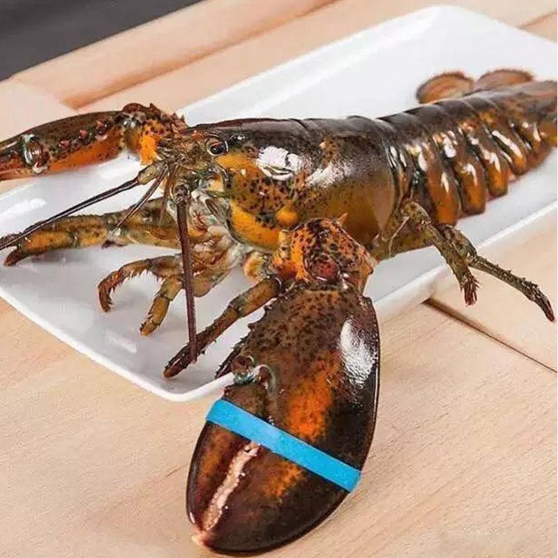 龙虾多少钱一斤(小龙虾价格最新价格) 龙虾多少钱一斤(小龙虾价格最新价格)