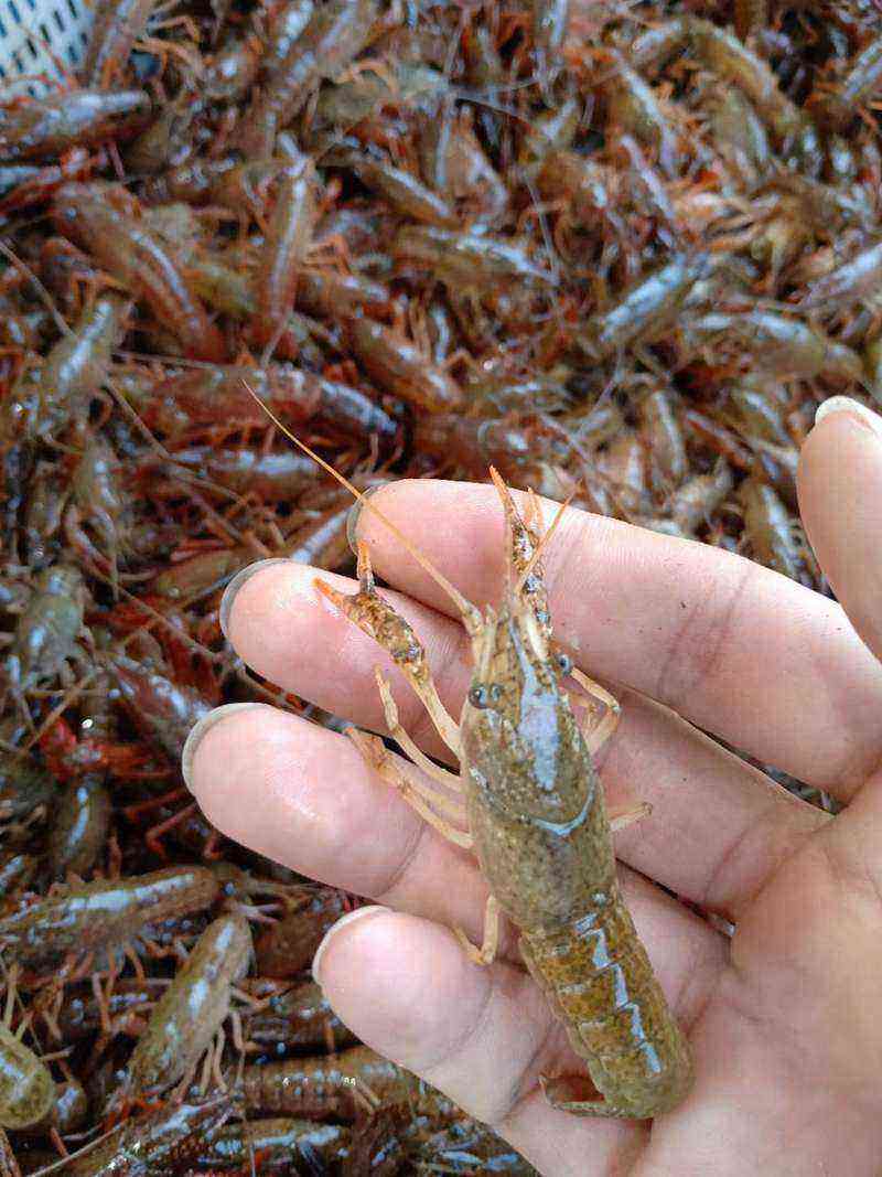 龙虾多少钱一斤(小龙虾价格最新价格) 龙虾多少钱一斤(小龙虾价格最新价格)