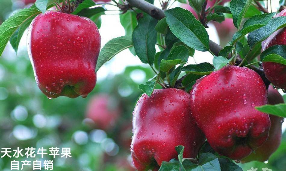 潘苹果(潘苹果的功效)