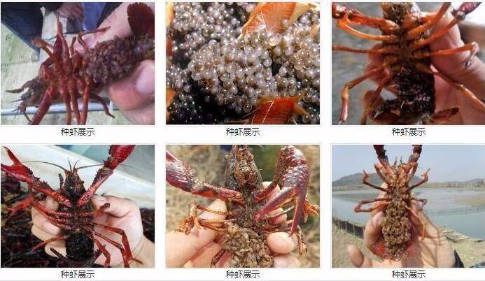 大龙虾多少钱一斤(澳洲大龙虾多少钱一斤)