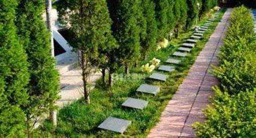 坟地栽树正确方位(坟地栽树最佳位置图) 坟地栽树正确方位(坟地栽树最佳位置图)