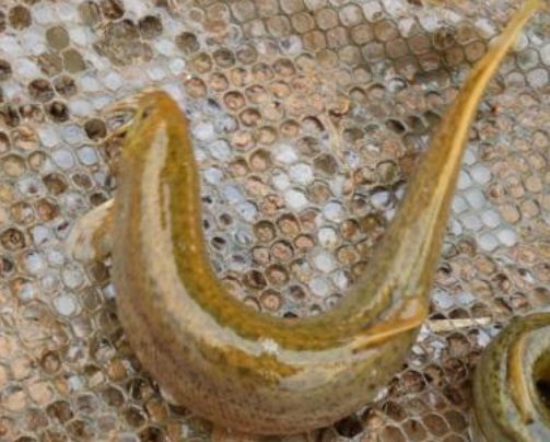 泥鳅价格2020年市场价的简单介绍 泥鳅价格2020年市场价的简单介绍