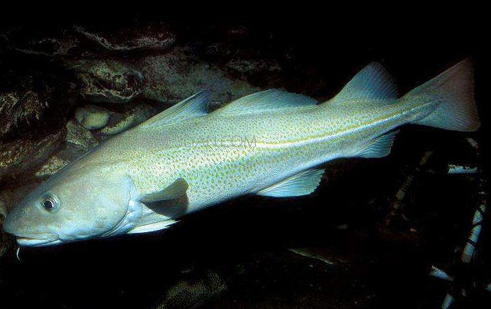 海鱼图片大全及名称(深海鱼图片大全及名称) 海鱼图片大全及名称(深海鱼图片大全及名称)