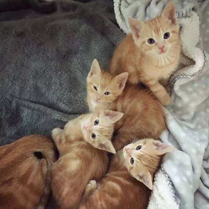 然猫网(然猫使命圈套)