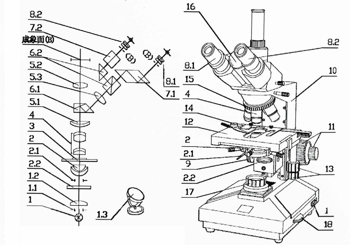 显微镜操做步调(显微镜操做步调口诀)
