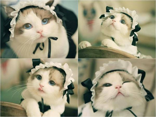 然猫网(四川然猫科技有限公司)