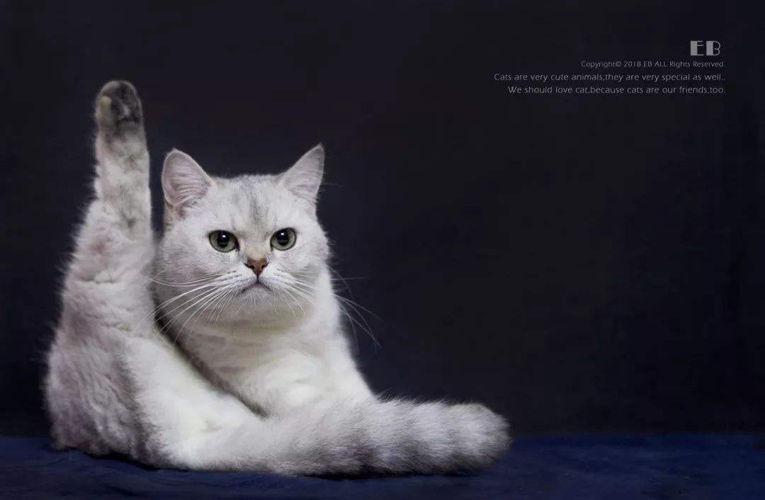 然猫网(四川然猫科技有限公司)