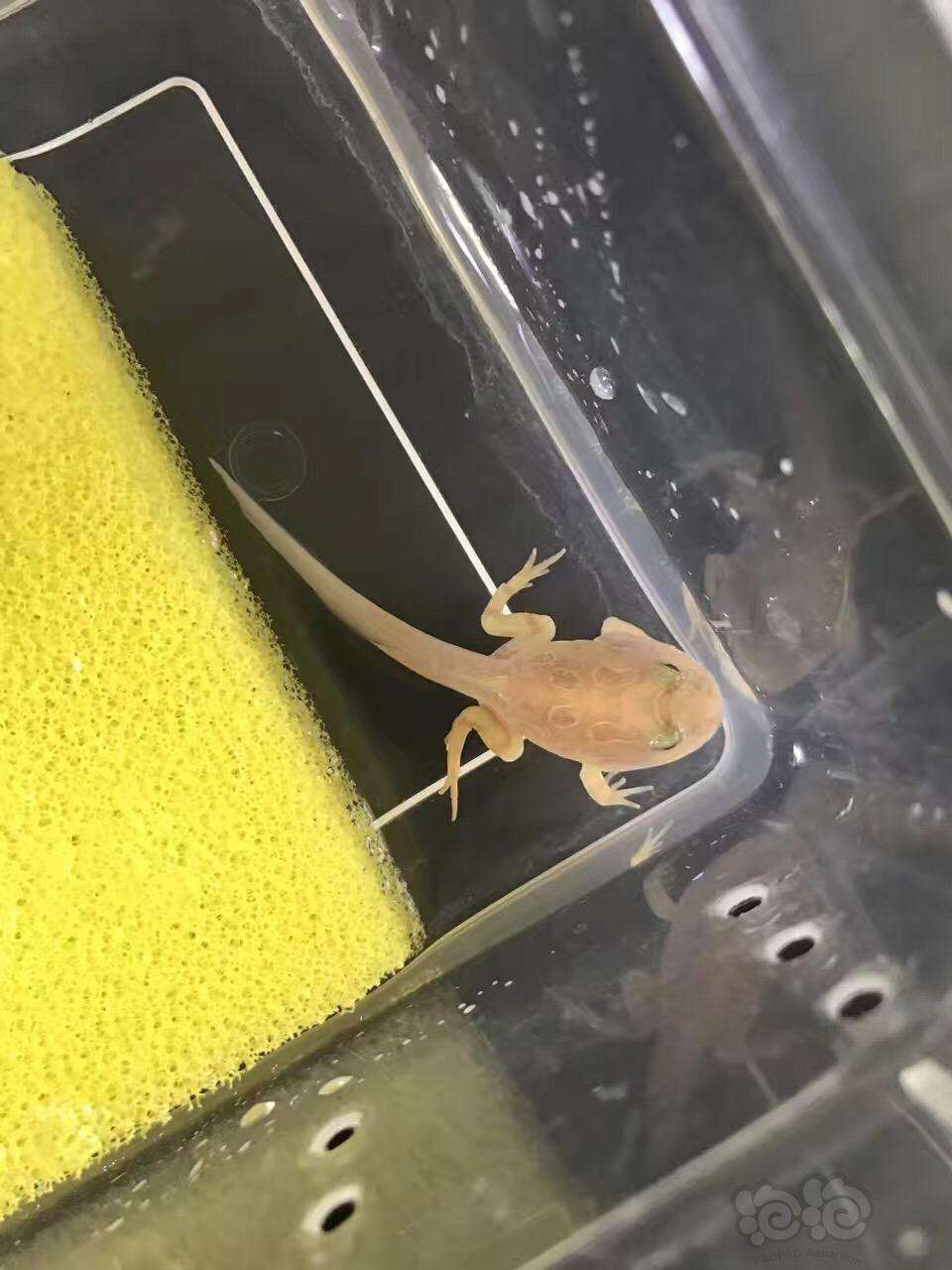 角蛙新手入门饲养教程(3厘米角蛙多久10厘米)