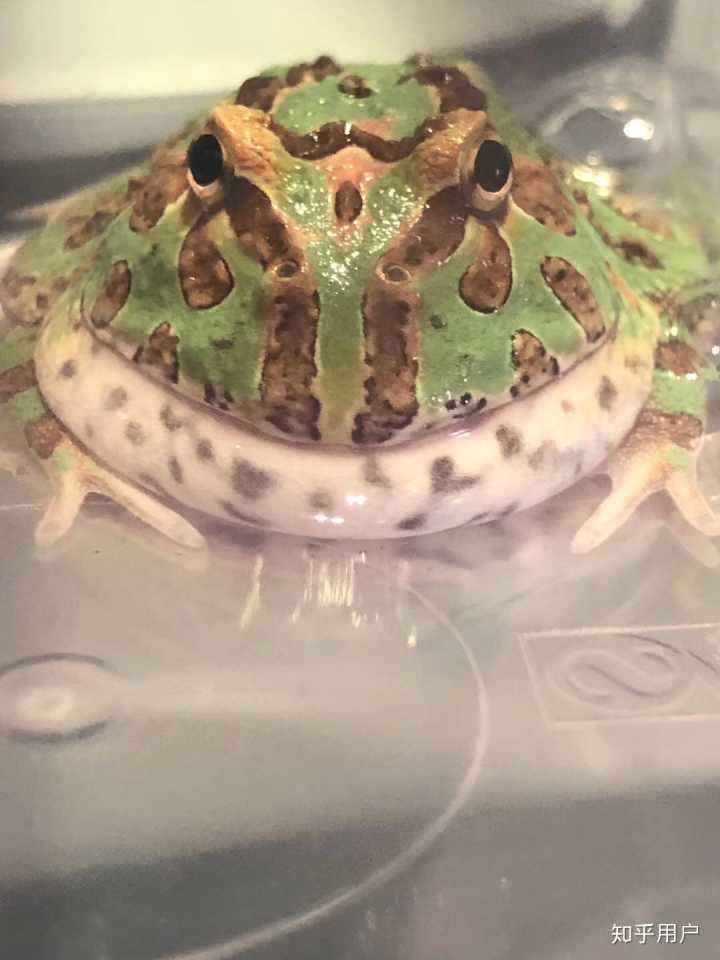 角蛙新手入门饲养教程(3厘米角蛙多久10厘米)