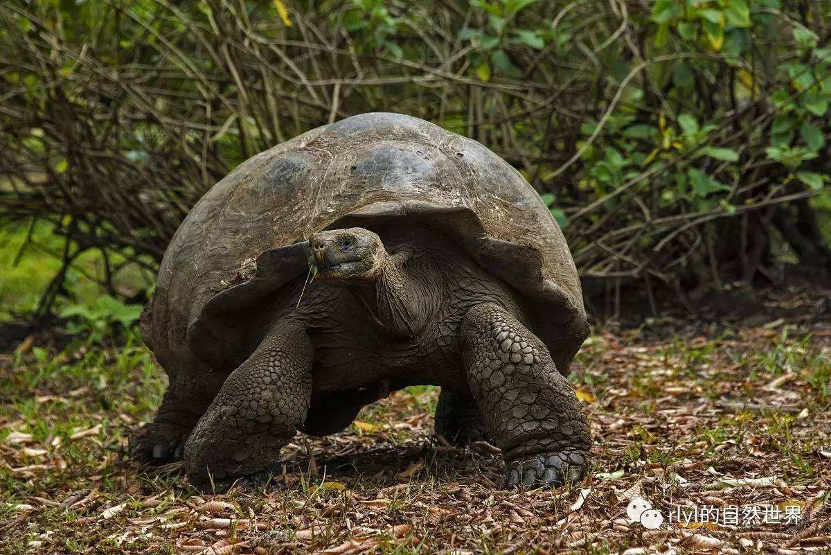 加拉帕戈斯象龟(世界上更大的乌龟) 加拉帕戈斯象龟(世界上更大的乌龟)