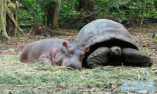 加拉帕戈斯象龟(世界上更大的乌龟) 加拉帕戈斯象龟(世界上更大的乌龟)