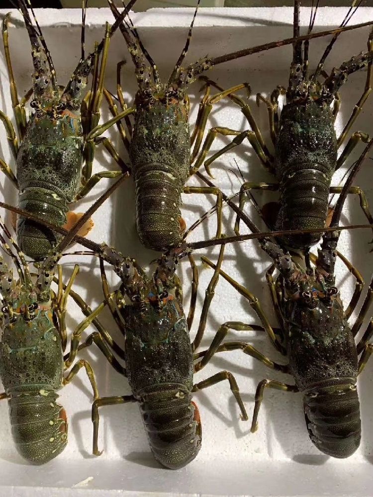 大龙虾价格(大龙虾一般几钱一只) 大龙虾价格(大龙虾一般几钱一只)