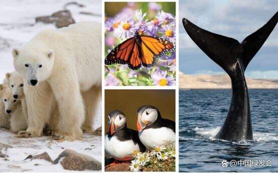 接近灭绝的野生动物(中国上仅剩一只的动物)