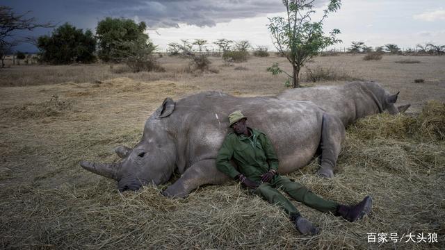 接近灭绝的野生动物(中国上仅剩一只的动物)