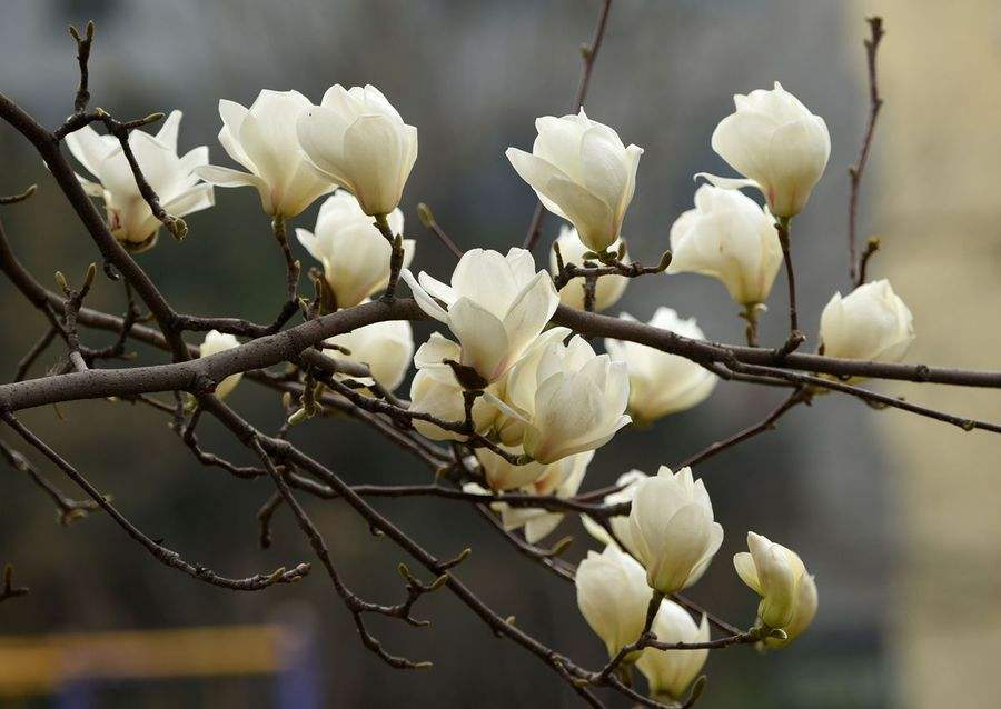 玉兰花图片大全大图(简单又标致的玉兰花图片)