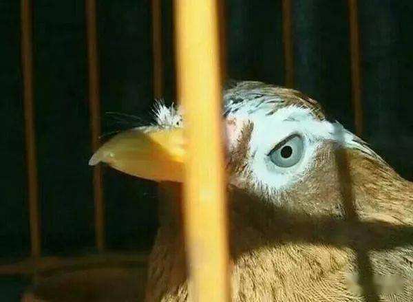 凶暴的画眉鸟眼水图片(103万画眉鸟极品战将) 凶暴的画眉鸟眼水图片(103万画眉鸟极品战将)