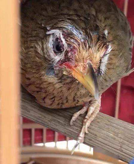 凶暴的画眉鸟眼水图片(103万画眉鸟极品战将) 凶暴的画眉鸟眼水图片(103万画眉鸟极品战将)